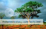 Nature 10
