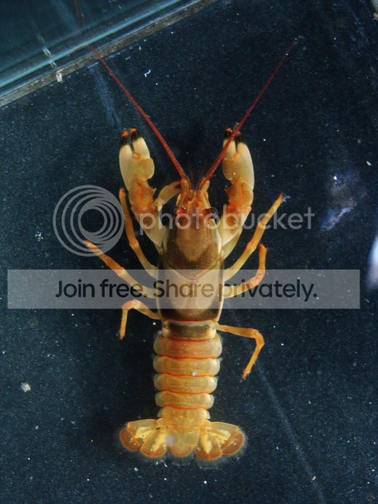 这只还蛮好看的咧 - 虾蟹螺图片区 - 老爹孔雀鱼水族宠物交流网